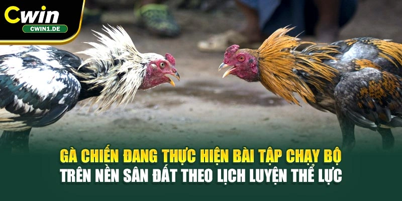 Gà chiến đang thực hiện bài tập chạy bộ trên nền sân đất theo lịch luyện thể lực 